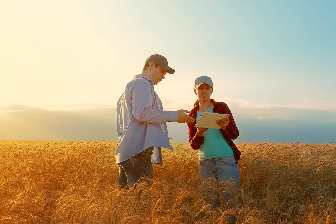 photo of man and woman in crop field looking at ipad